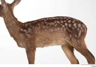 Deer doe back body 0003.jpg